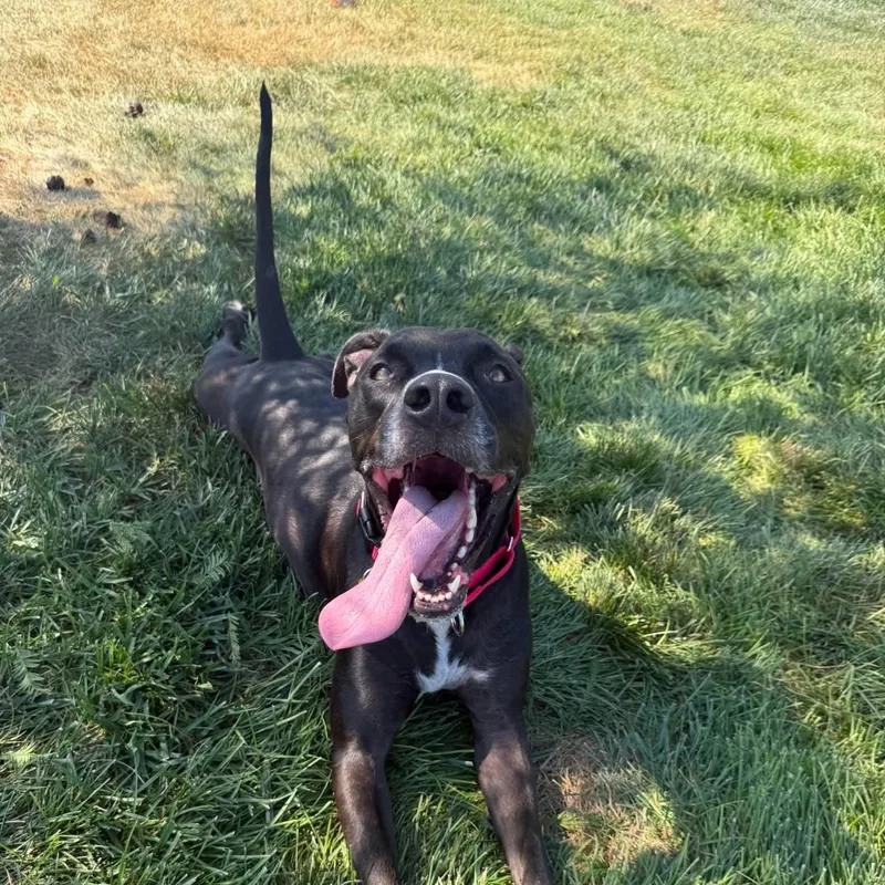 An adult large-sized male Labrador Retriever dog named Larry for adoption in Springfield, MO