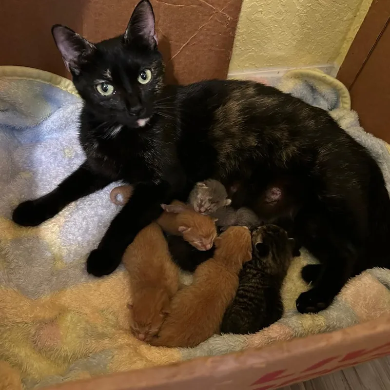 A young medium-sized female Tortoiseshell Domestic Short Hair cat named Vitoria for adoption in Fort Lauderdale, FL