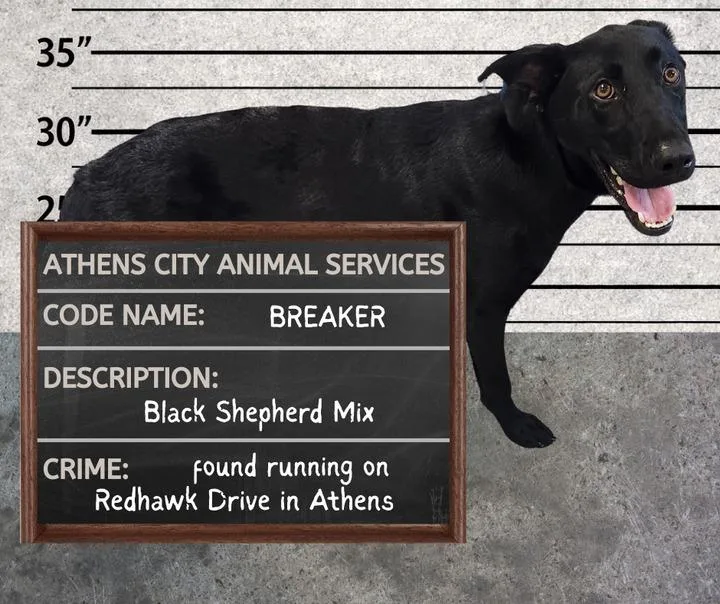 A young medium-sized male Shepherd dog named Breaker for adoption in Athens, AL
