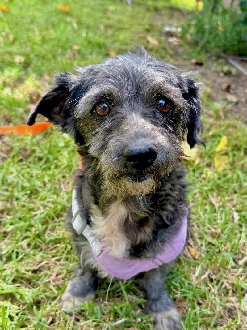 A senior small-sized male Gray / Blue / Silver Mixed Breed dog named Charley for adoption in Sherman Oaks, CA