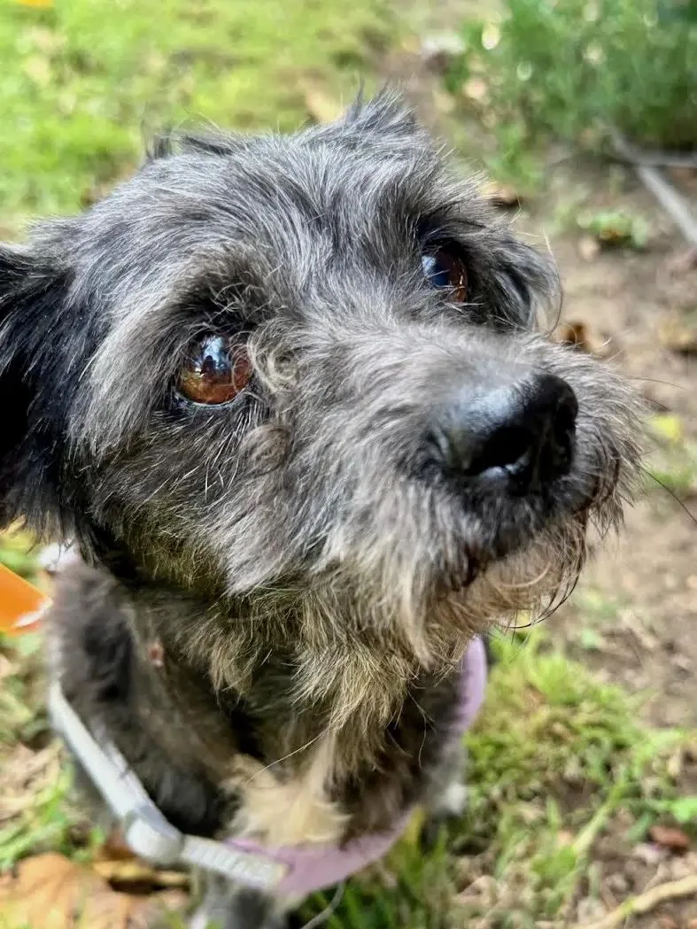 Charley thumbnail 2