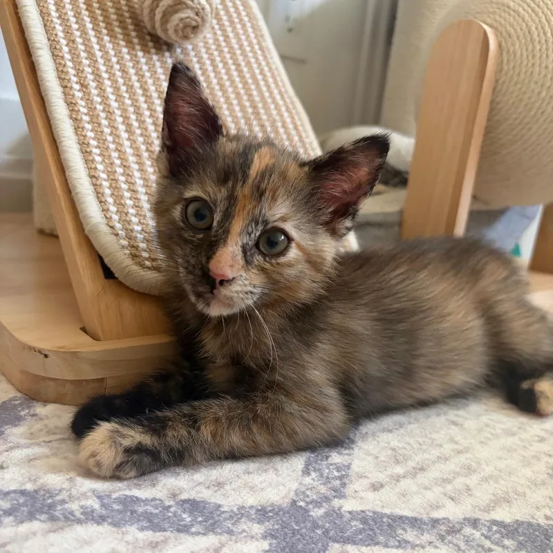 A baby small-sized female Torbie Domestic Short Hair cat named Mona for adoption in Escondido, CA