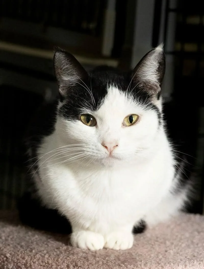 A young medium-sized female Domestic Short Hair cat named Betty Boop for adoption in Rowland Heights, CA