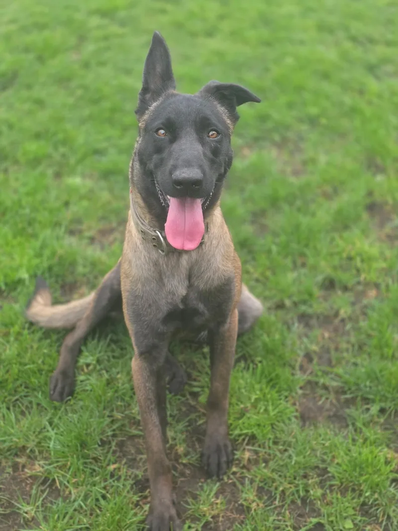 An adult medium-sized female Black Belgian Shepherd / Malinois dog named Mocha for adoption in Manteca, CA