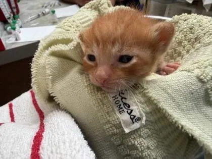 A baby small-sized male Domestic Short Hair cat named Cheddar for adoption in Honolulu, HI