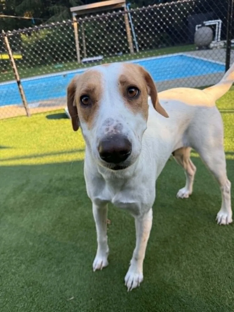 An adult large-sized female Hound dog named Reonna for adoption in Groton, CT