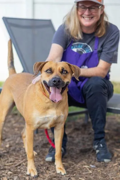 An adult large-sized female Mixed Breed dog named Kaori for adoption in Chamblee, GA