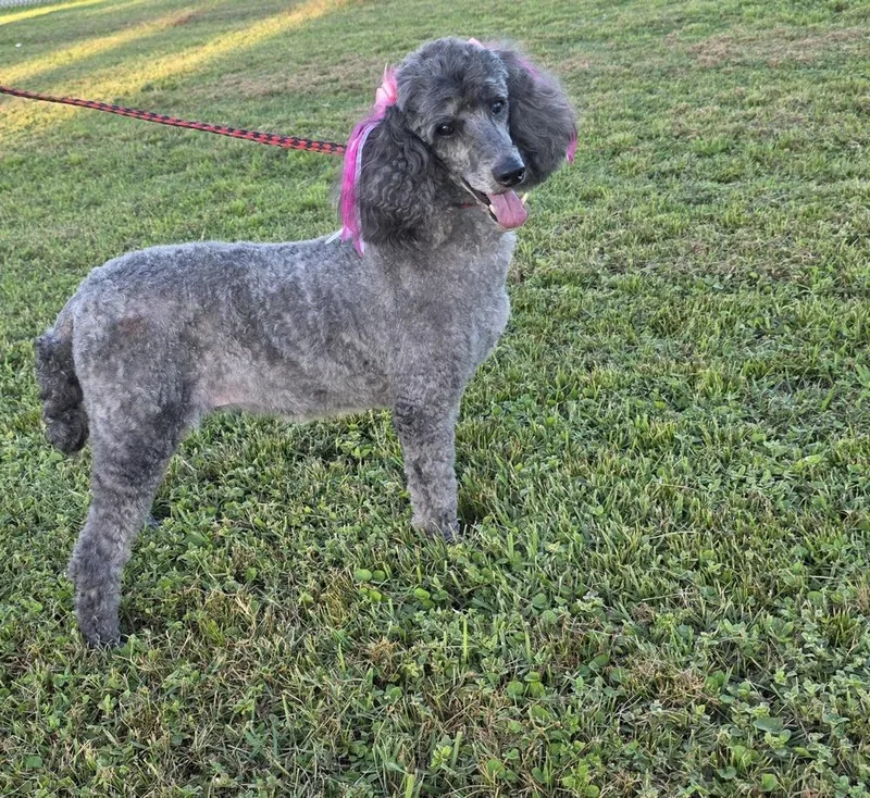 A senior medium-sized female Standard Poodle dog named Jolene for adoption in Bonifay, FL