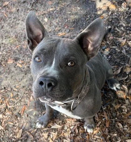 A young large-sized male Pit Bull Terrier dog named Byron for adoption in Conway, SC