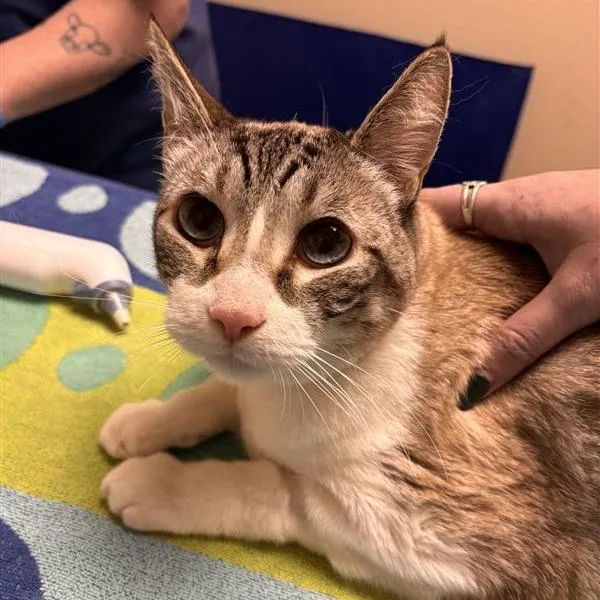 A senior large-sized male White Domestic Short Hair cat named Boydie for adoption in Tempe, AZ
