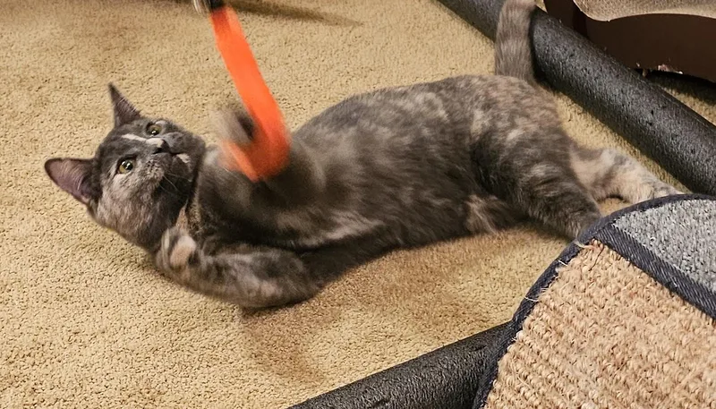 Tabitha & Samantha thumbnail 4