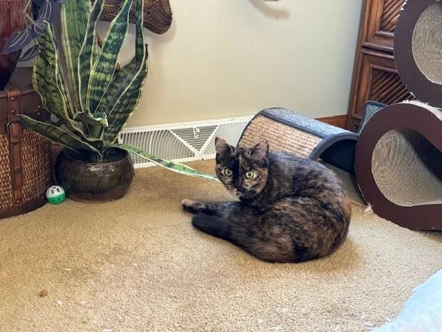 Tabitha & Samantha thumbnail 6