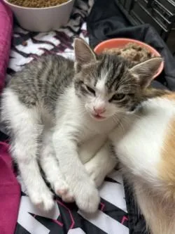 A baby medium-sized male Domestic Short Hair cat named Leopold for adoption in West Memphis, AR