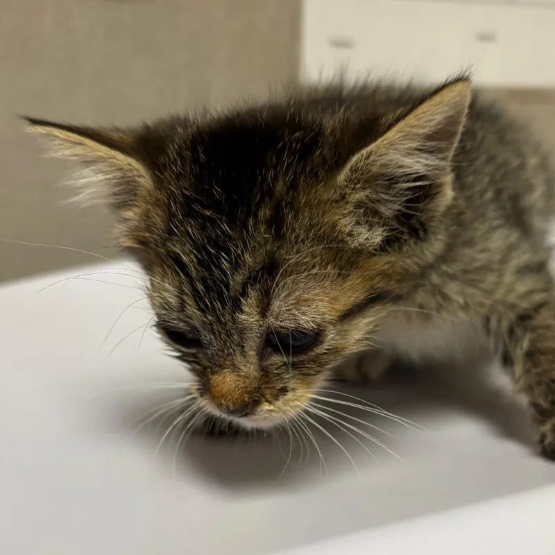 A baby small-sized male Brown / Chocolate Domestic Short Hair cat named Vivian for adoption in Yuma, AZ