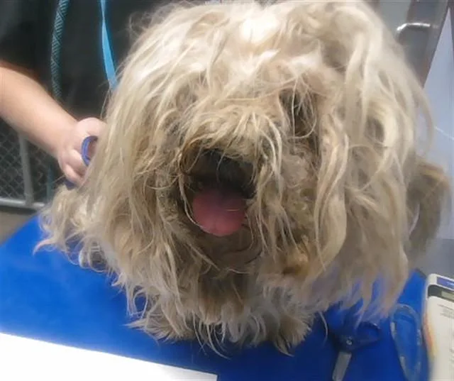 An adult small-sized male Maltese dog named Pinto Bean for adoption in Phoenix, AZ