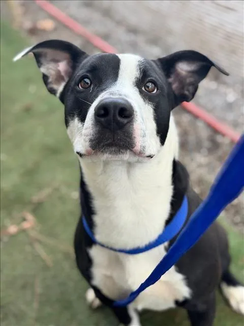 A young medium-sized male American Staffordshire Terrier dog named Cymbal for adoption in Woodland, CA