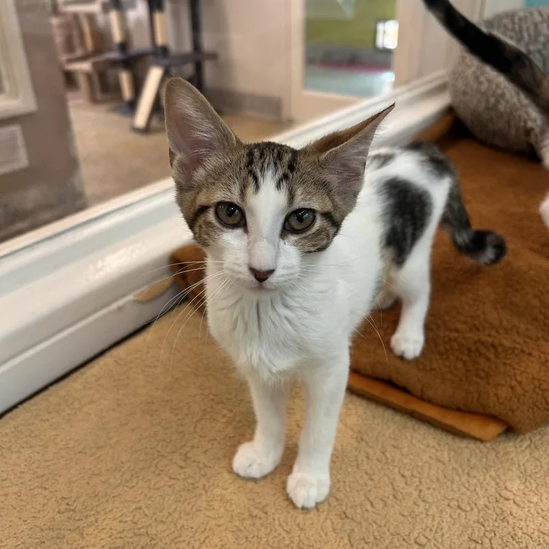 A baby small-sized female White Domestic Short Hair cat named Pretty Patty for adoption in Fresno, CA