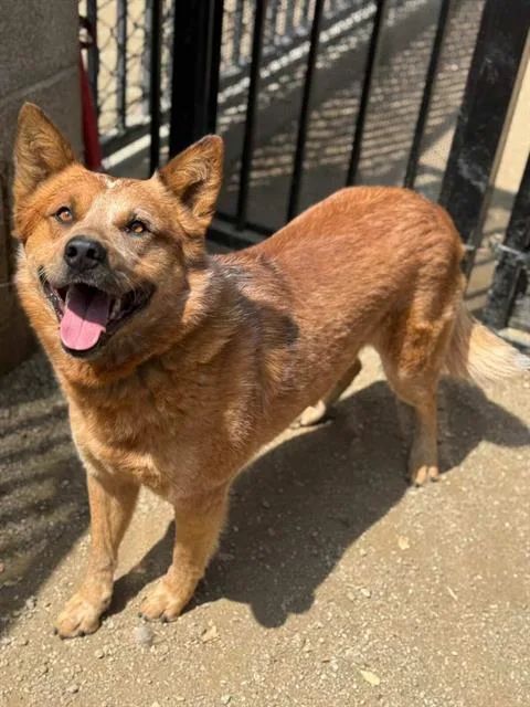 A young medium-sized male Australian Cattle Dog / Blue Heeler dog named Brian for adoption in Riverside, CA