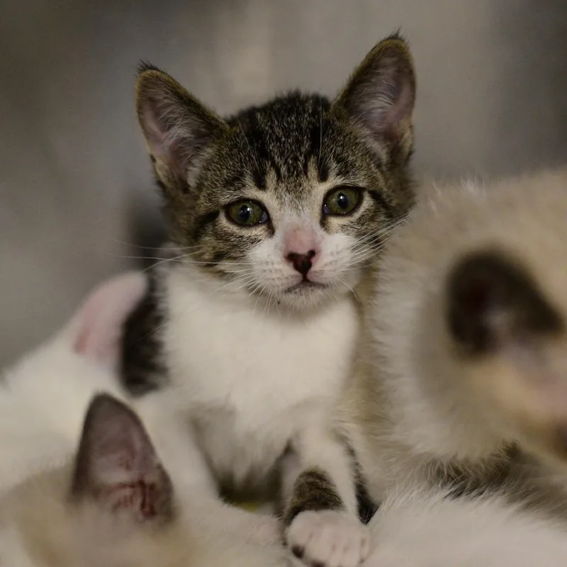 A baby small-sized male Brown / Chocolate Domestic Short Hair cat named Count for adoption in Idaho Falls, ID