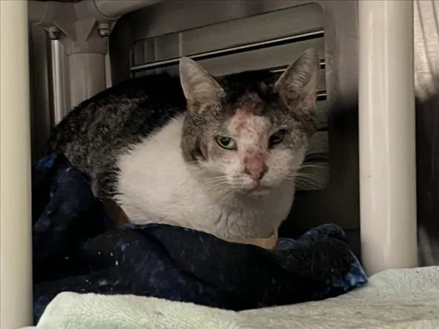 An adult small-sized male Domestic Short Hair cat named Mr. Brown for adoption in Chapel Hill, NC