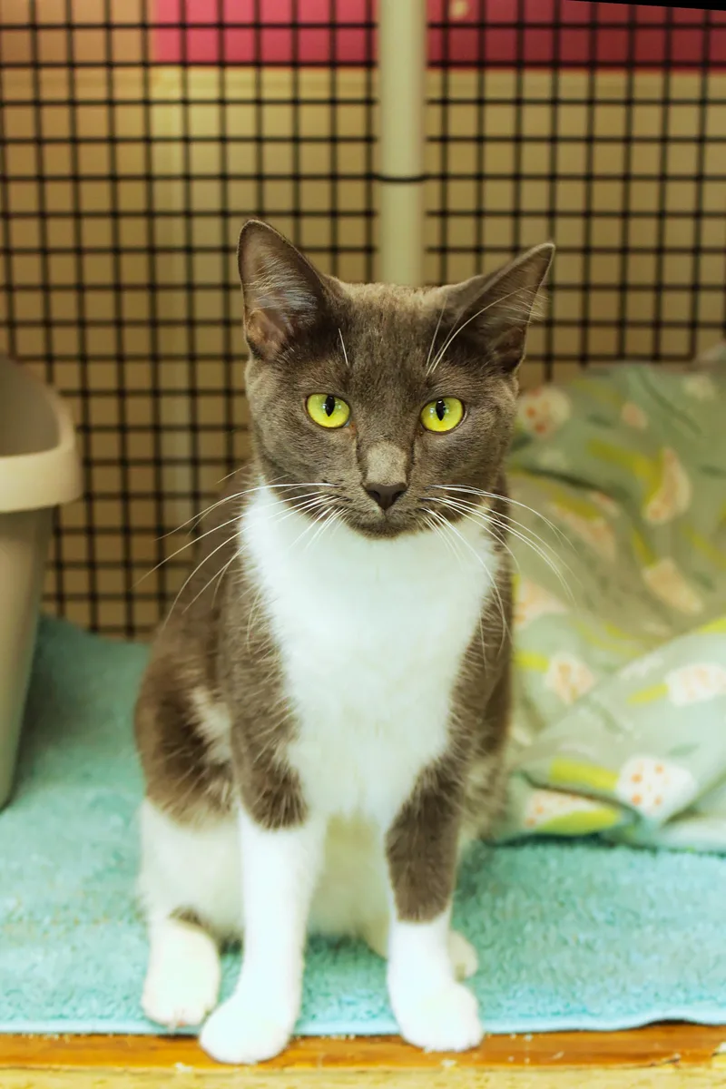 A young medium-sized female Gray & White Domestic Short Hair cat named Lilac for adoption in Urbana, OH