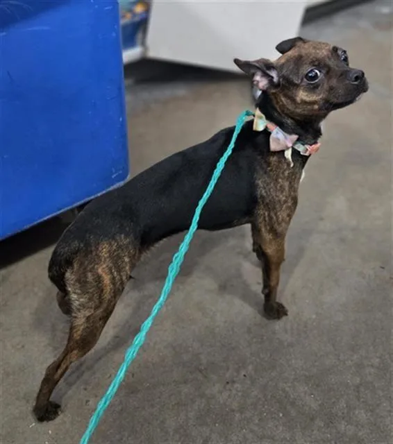 An adult small-sized female Chihuahua dog named Sadie for adoption in Portland, ME