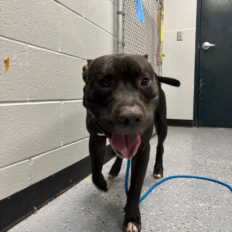An adult large-sized male Black Mixed Breed dog named Bow for adoption in Grand Rapids, MI