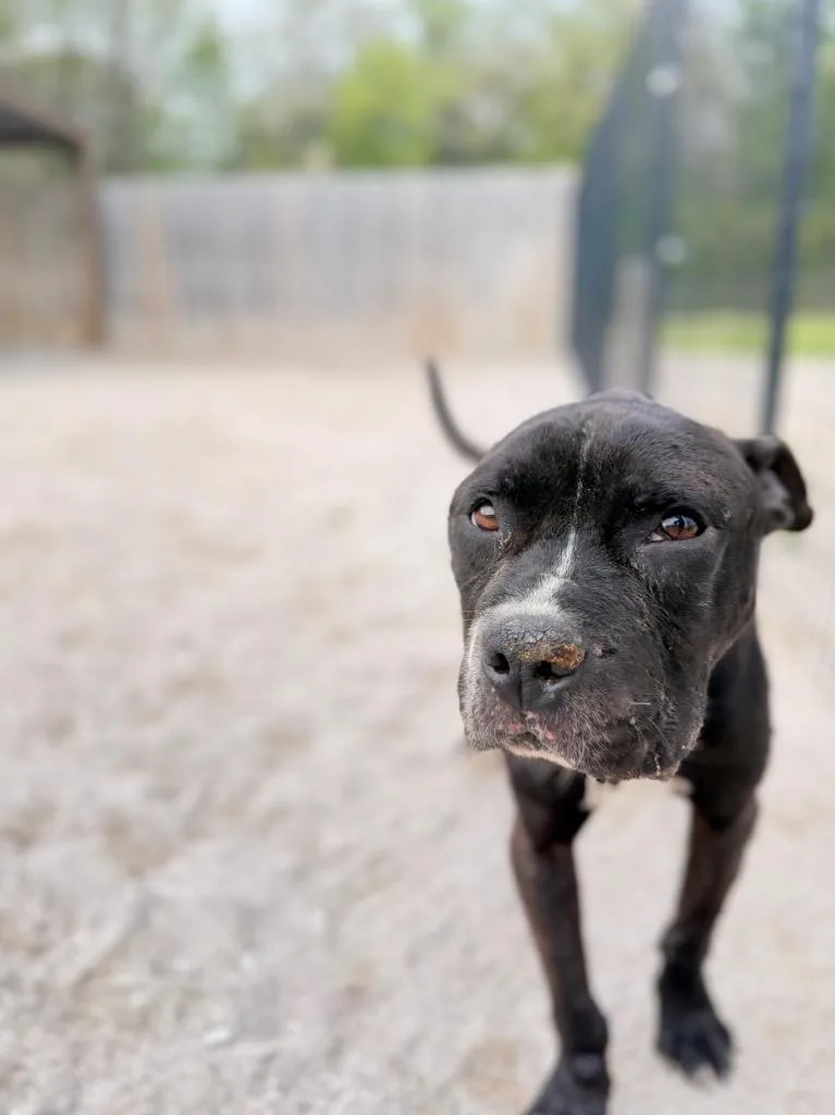 An adult medium-sized male Mixed Breed dog named Benny for adoption in Muskegon, MI