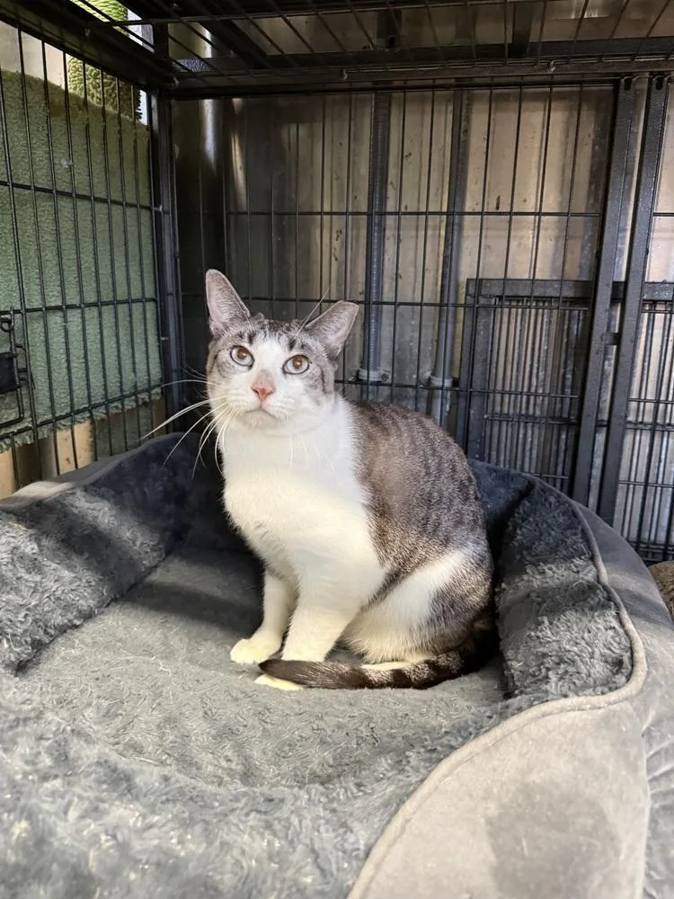 An adult medium-sized male Gray & White Siamese cat named Cam for adoption in Randolph, MA