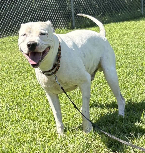 An adult large-sized male American Staffordshire Terrier dog named Kaine for adoption in Virginia Beach, VA