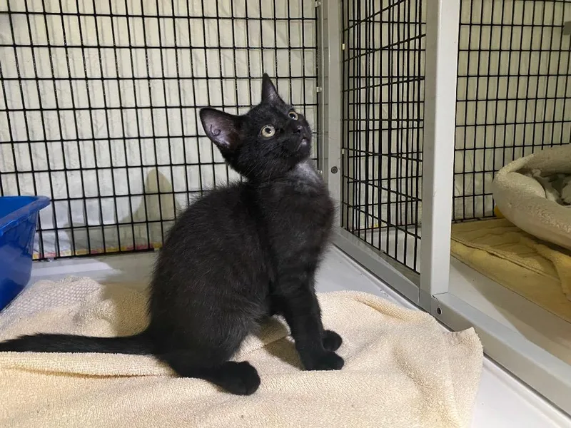 A baby medium-sized male Domestic Short Hair cat named Damask for adoption in Raleigh, NC