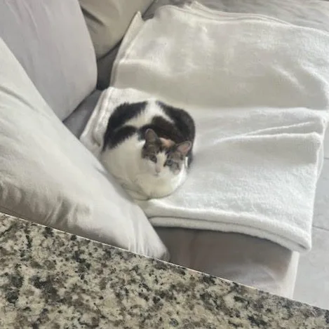 A young large-sized female Domestic Short Hair cat named Stella for adoption in Weston, FL