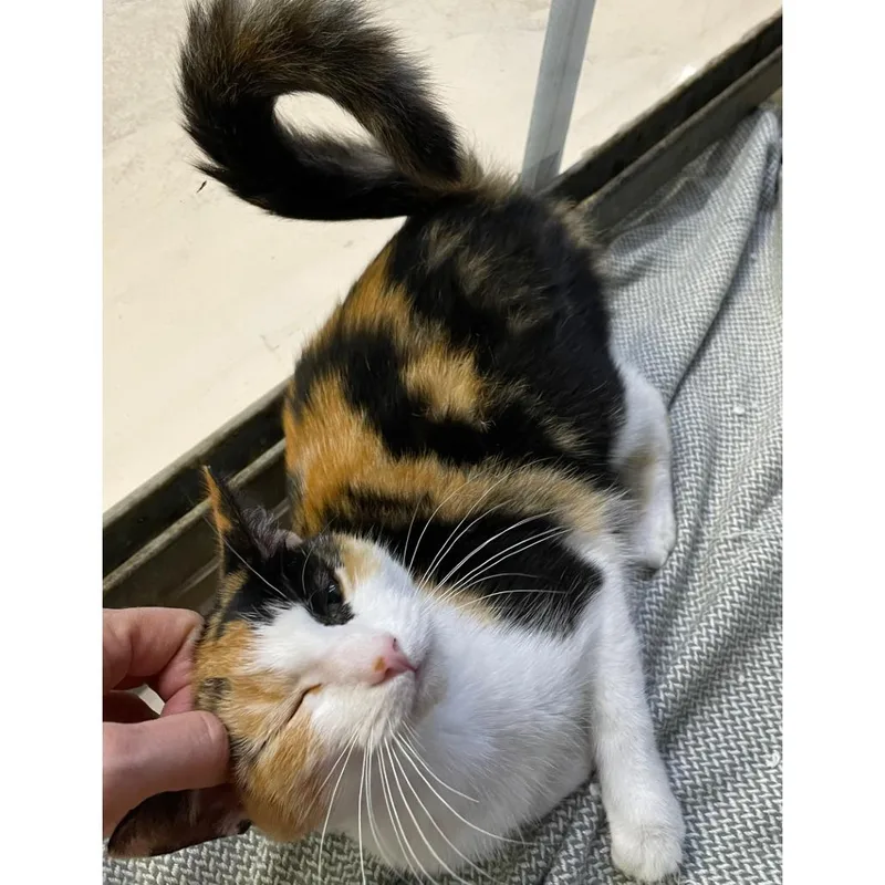 A young medium-sized female Orange / Red American Shorthair cat named Chloe for adoption in Austin, TX