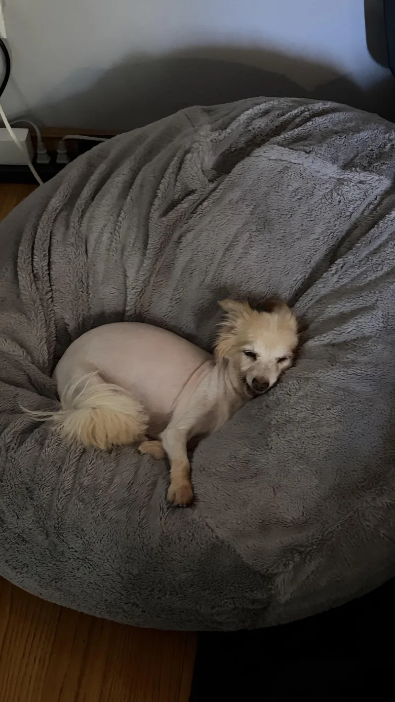 A senior small-sized female Apricot / Beige Pomeranian dog named Seraphine for adoption in West Hollywood, CA