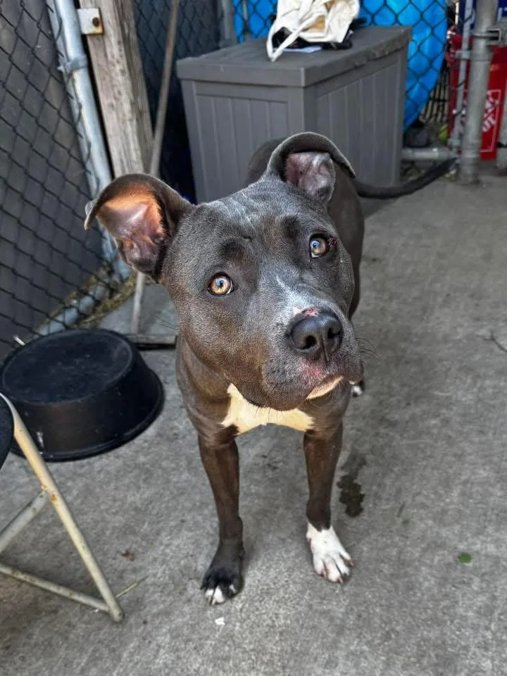 An adult medium-sized female Gray / Blue / Silver Pit Bull Terrier dog named Octavia for adoption in Chicago, IL