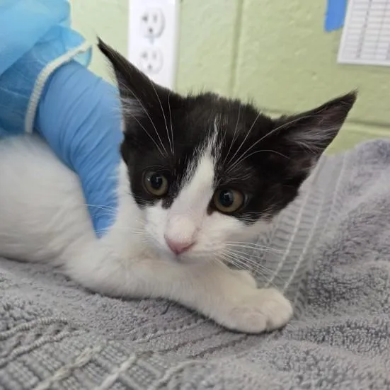 A baby small-sized female Domestic Short Hair cat named June E B. Jones for adoption in Brighton, CO