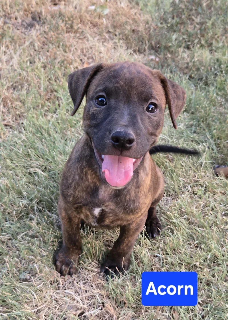 A baby medium-sized male Brindle Pit Bull Terrier dog named Acorn for adoption in Okemah, OK