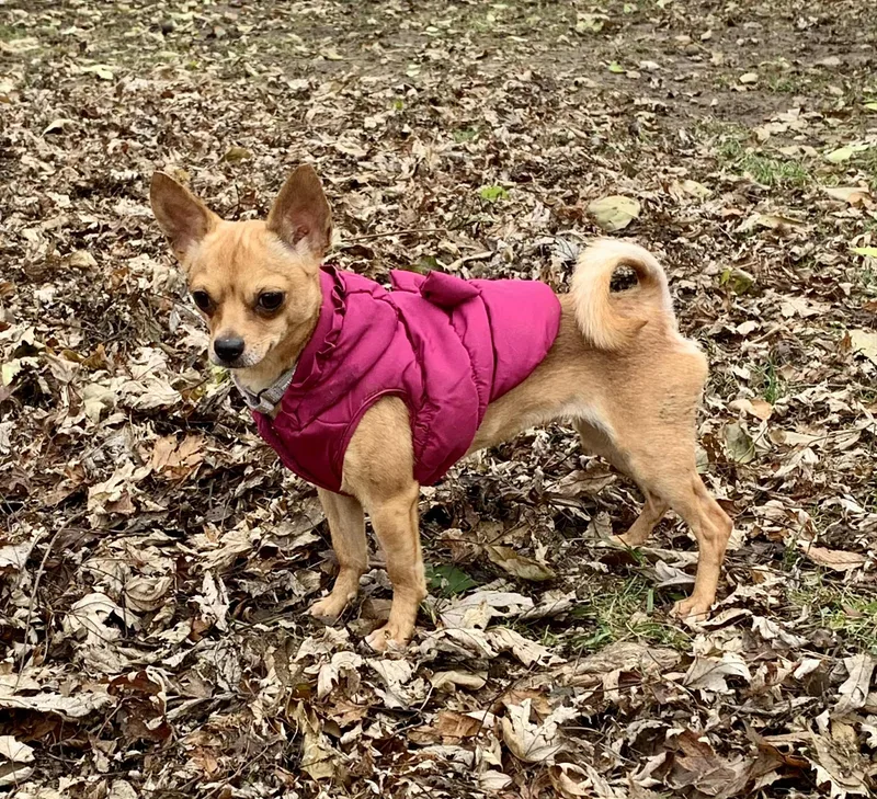 Tallulah thumbnail 2