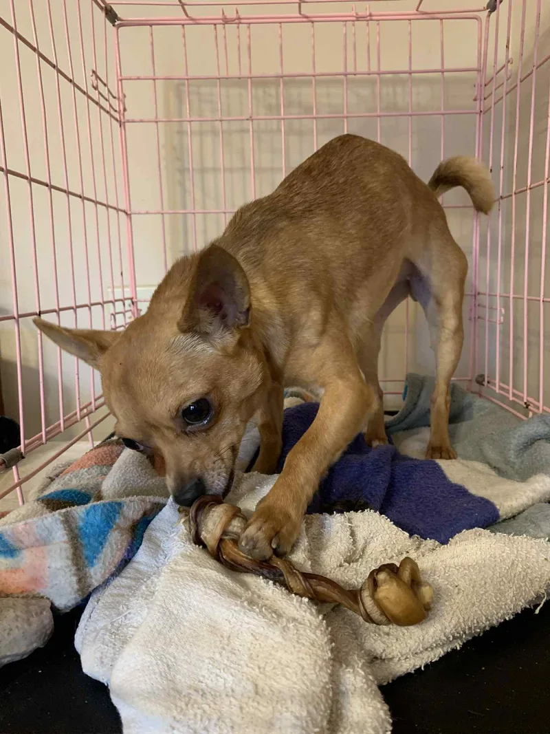 Tallulah thumbnail 4