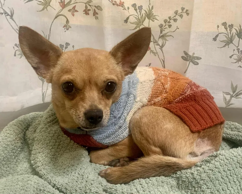 Tallulah thumbnail 5