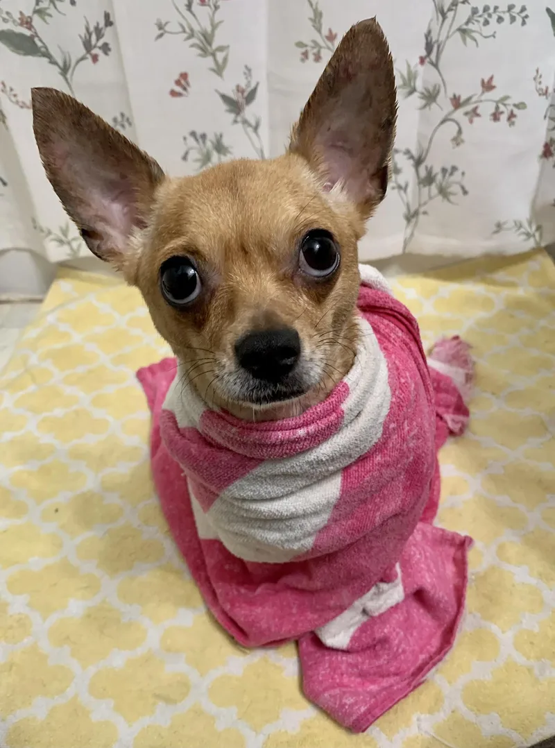 Tallulah thumbnail 6