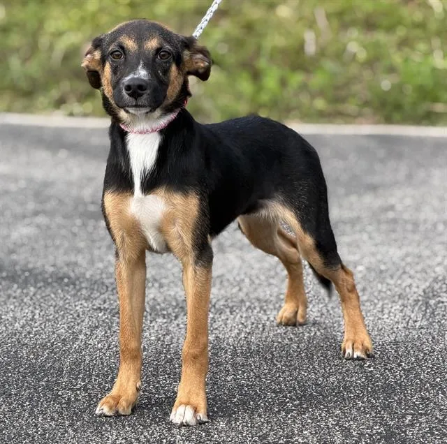 A young small-sized female German Shepherd Dog dog named Bacall for adoption in Canfield, OH