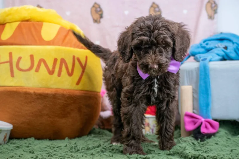 A baby small-sized male Brown / Chocolate Labradoodle dog named Eeyore for adoption in Sevierville, TN