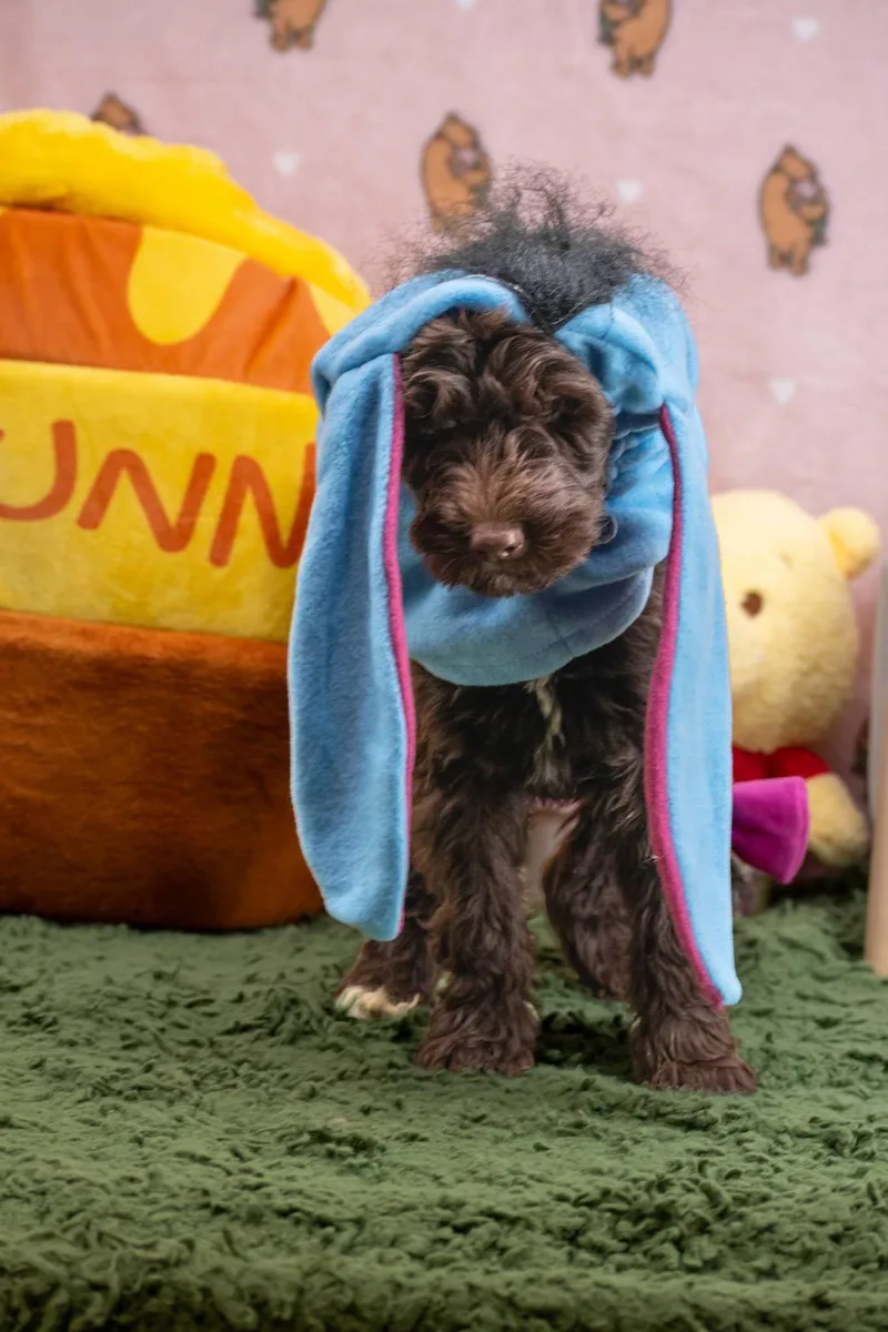 Eeyore thumbnail 3