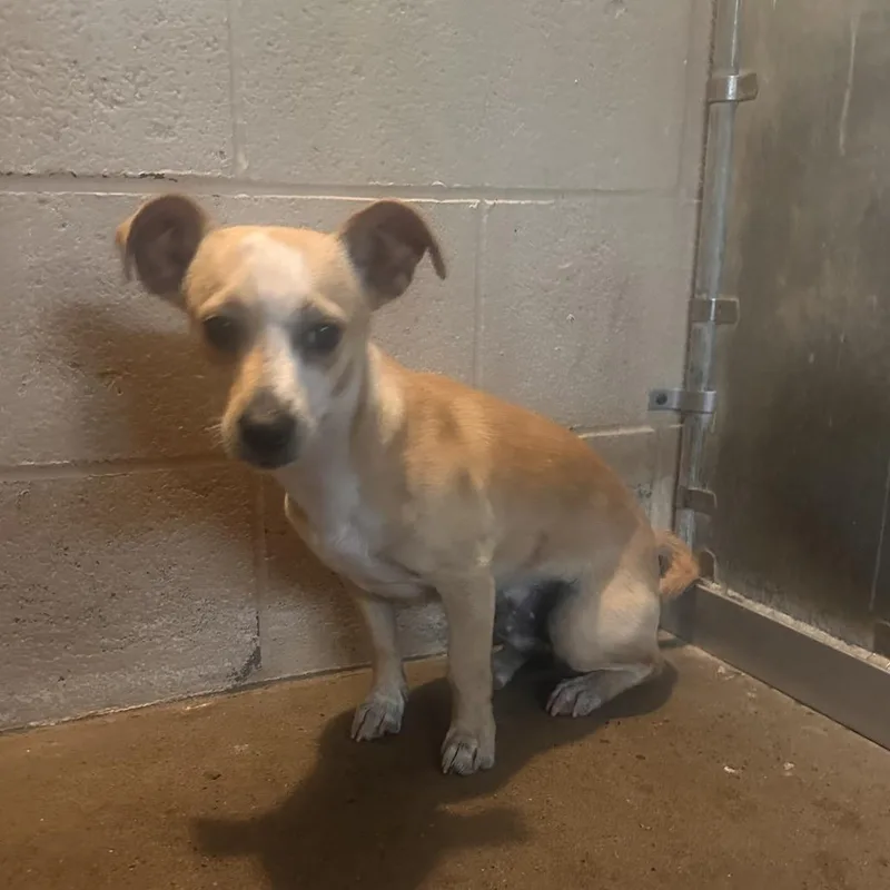 A young small-sized male Yellow / Tan / Blond / Fawn Terrier dog named Cavatappi for adoption in Edinburg, TX