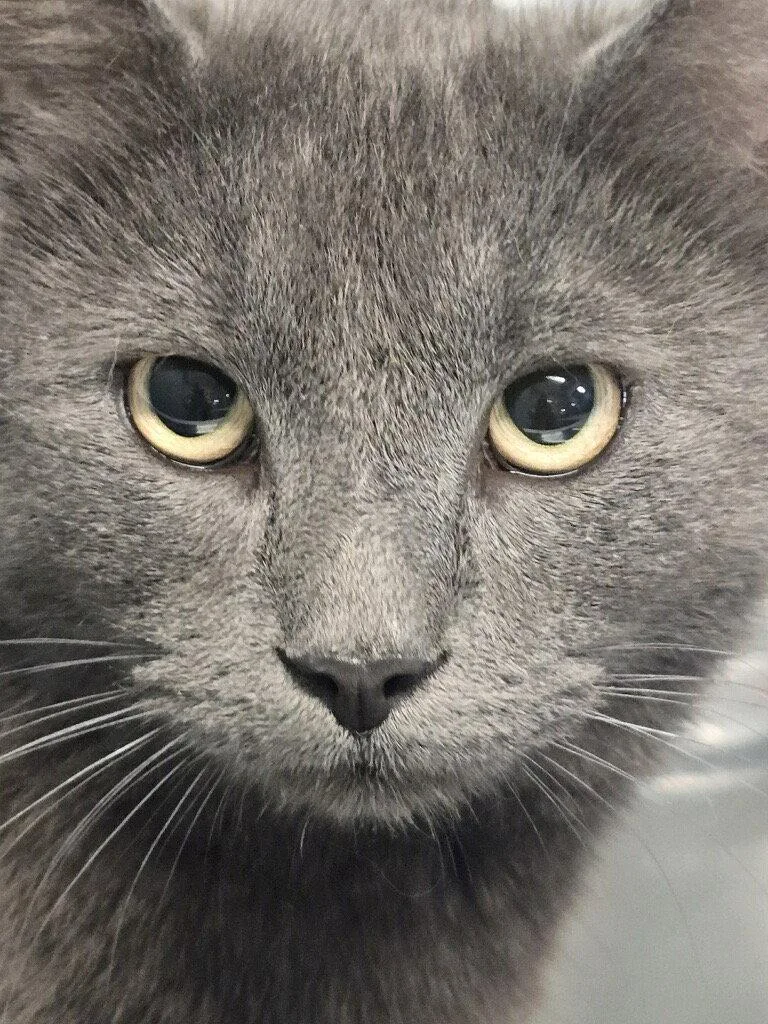 An adult medium-sized male Gray / Blue / Silver Domestic Short Hair cat named Mr. Mcfeely for adoption in Ellicott City, MD