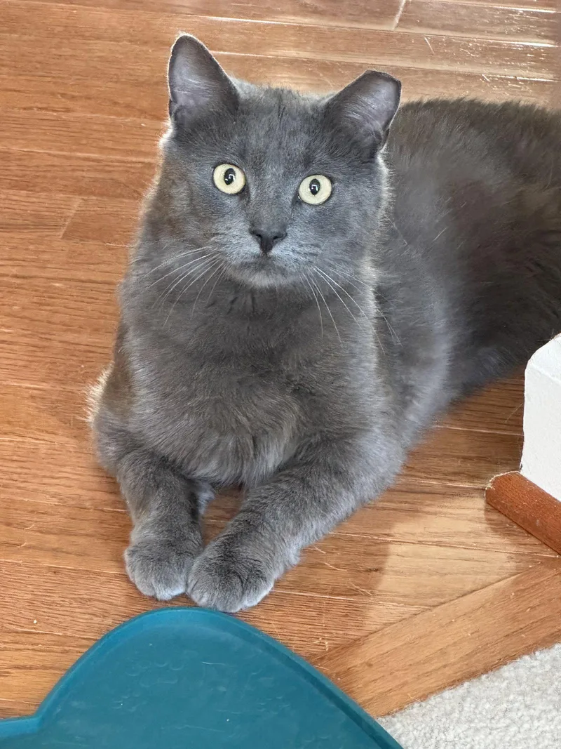 Mr. Mcfeely thumbnail 2