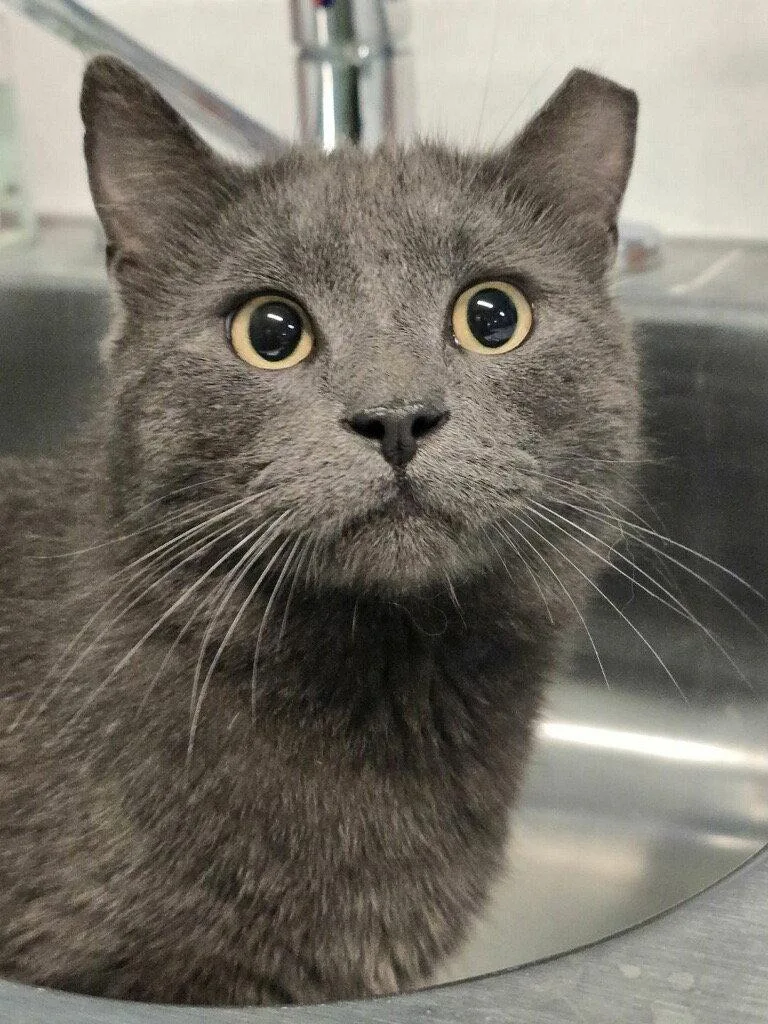 Mr. Mcfeely thumbnail 3