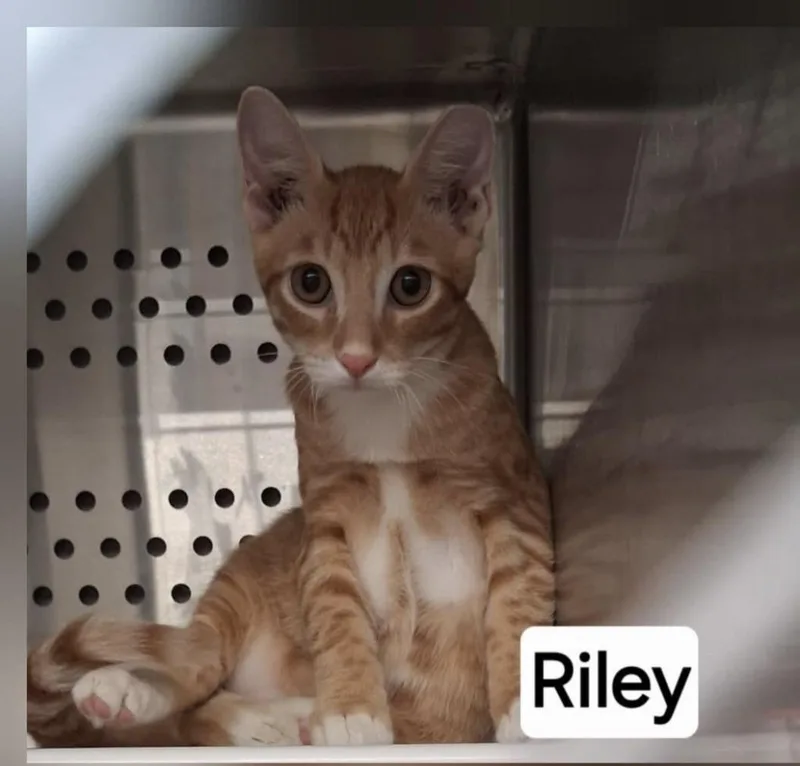 A baby medium-sized male Domestic Short Hair cat named Riley for adoption in Springfield, GA