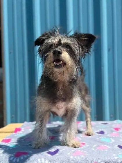 An adult small-sized female Terrier dog named Marlee for adoption in Visalia, CA